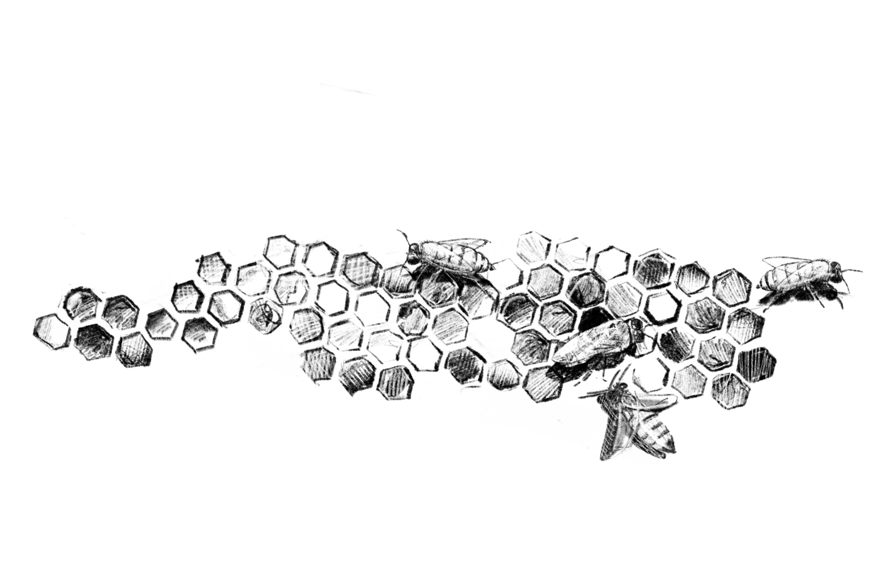 11 Sketches of the Lodge